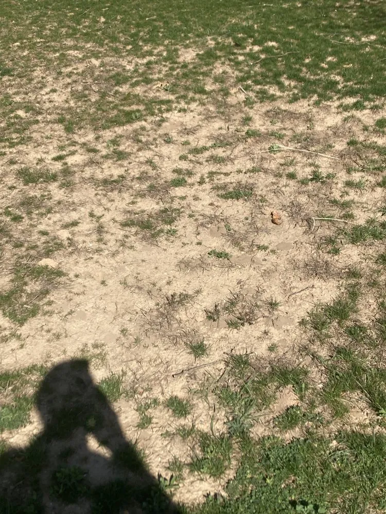 Top-rated yard maintenance in Manchester, MI by McLennan Landscape & Nursery