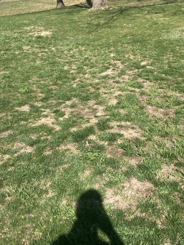 Local outdoor landscaping experts serving Manchester, MI - McLennan Landscape & Nursery