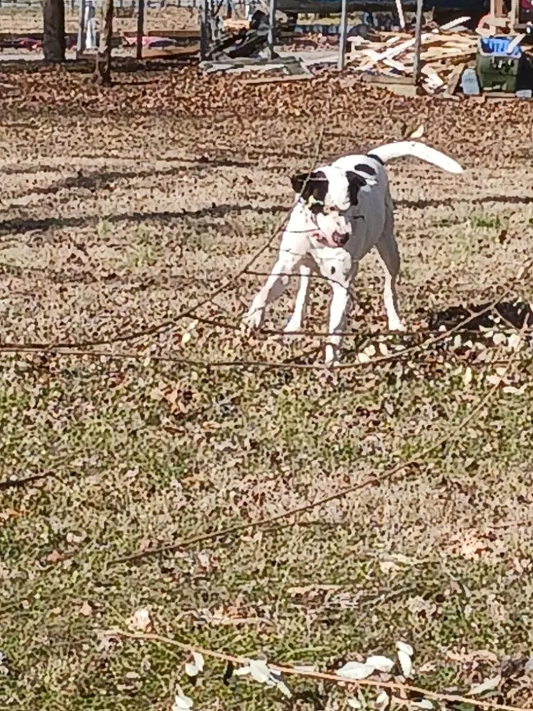 Professional yard cleanup service for homes across Huntingdon, TN - Mcmackin Lawn Care