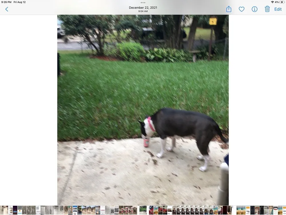 Top-rated yard cleanup service in De Leon Springs, FL - McMaster Lawn & Pest Services