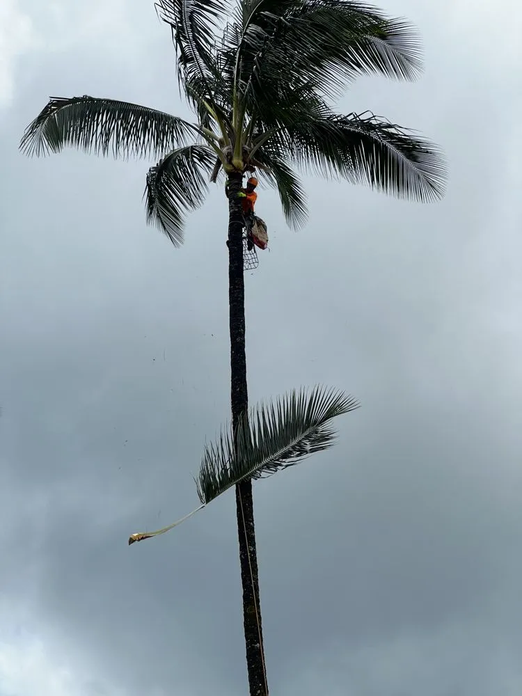 Trusted outdoor landscaping near you in Kekaha, HI by McNamee Trees