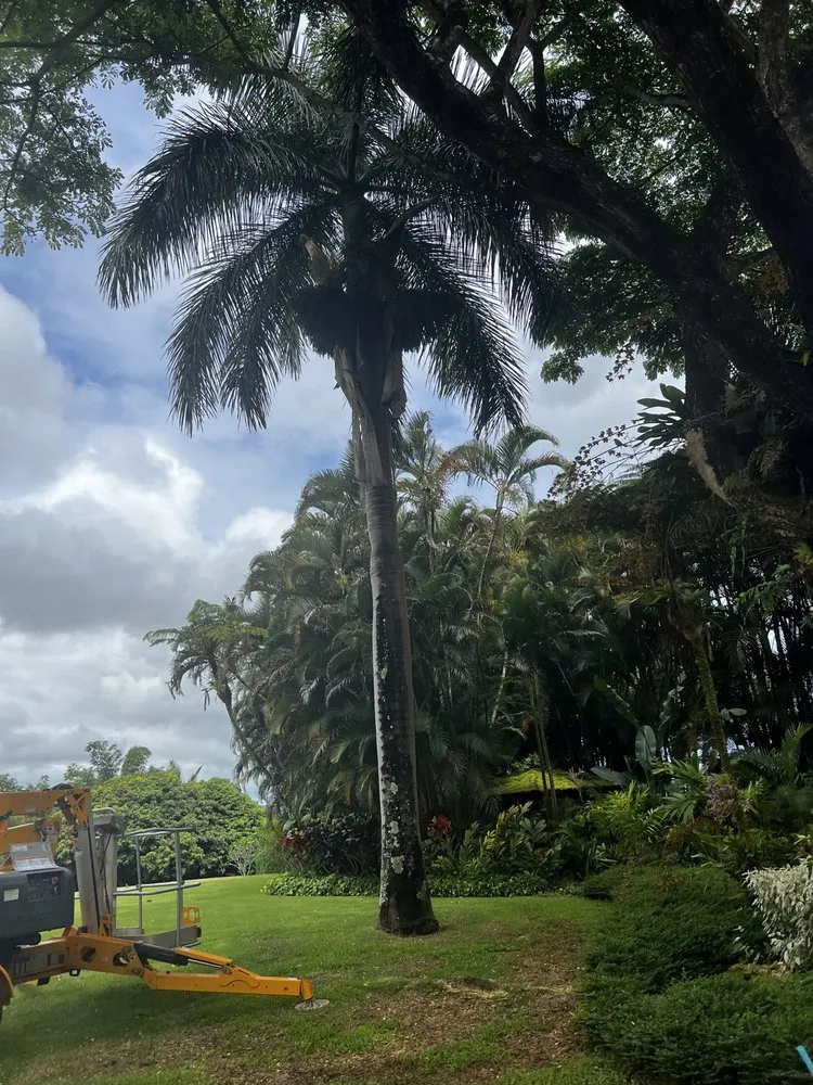 Top-rated yard maintenance in Kekaha, HI - McNamee Trees