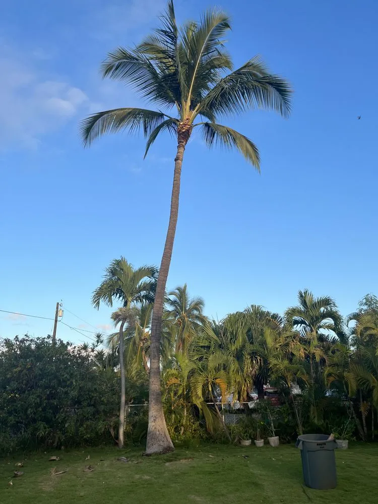 Local yard maintenance with custom design in Kekaha, HI by McNamee Trees