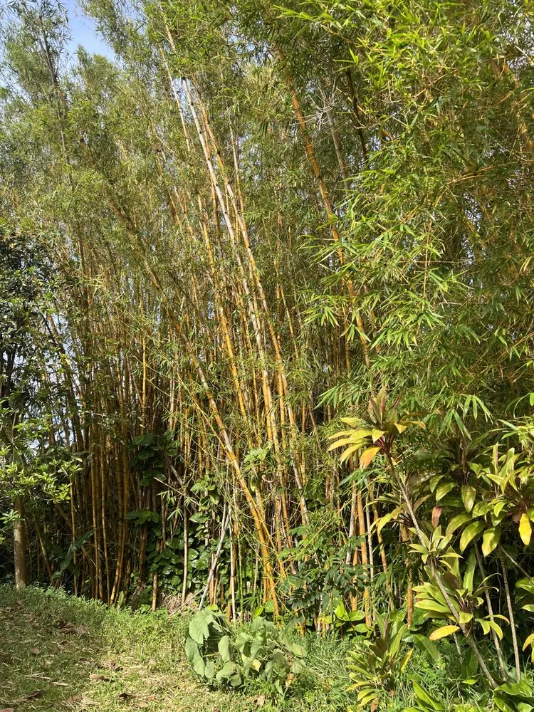 Professional yard maintenance for year-round maintenance in Kekaha, HI by McNamee Trees