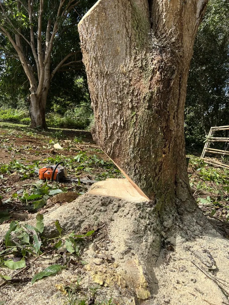 Reliable residential landscaping experts serving Kekaha, HI - McNamee Trees