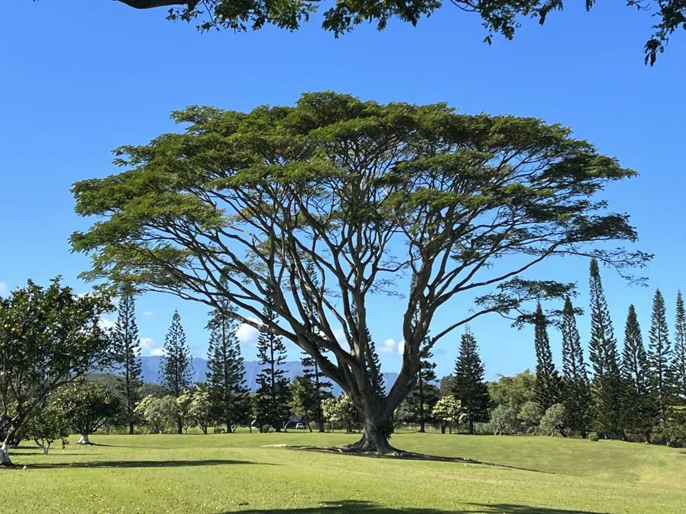Trusted landscape design for homes in Kekaha, HI by McNamee Trees