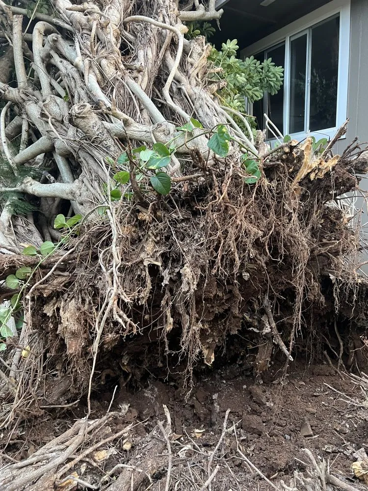 Reliable outdoor landscaping for year-round maintenance across Kekaha, HI - McNamee Trees