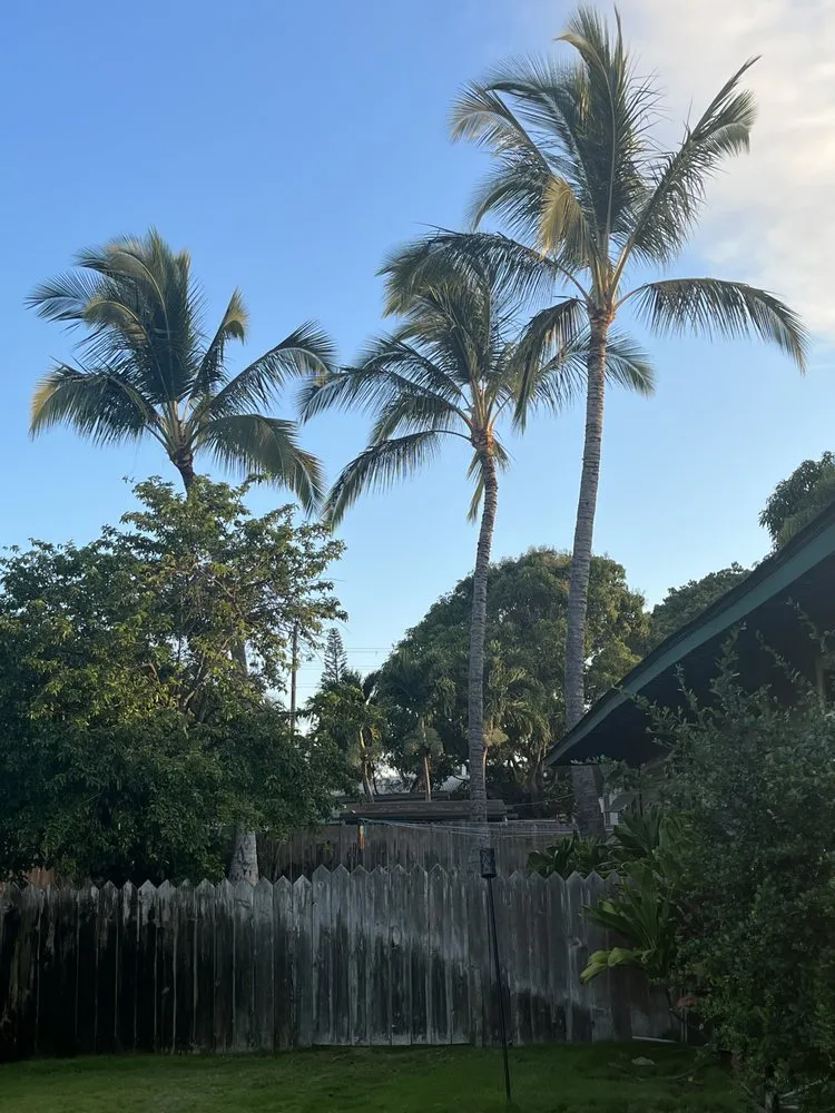 Reliable residential landscaping in Kekaha, HI by McNamee Trees