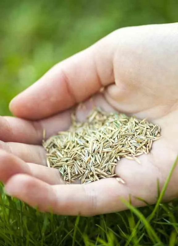 Custom lawn mowing service experts serving Chagrin Falls, OH - McNavish Lawncare and Landscaping