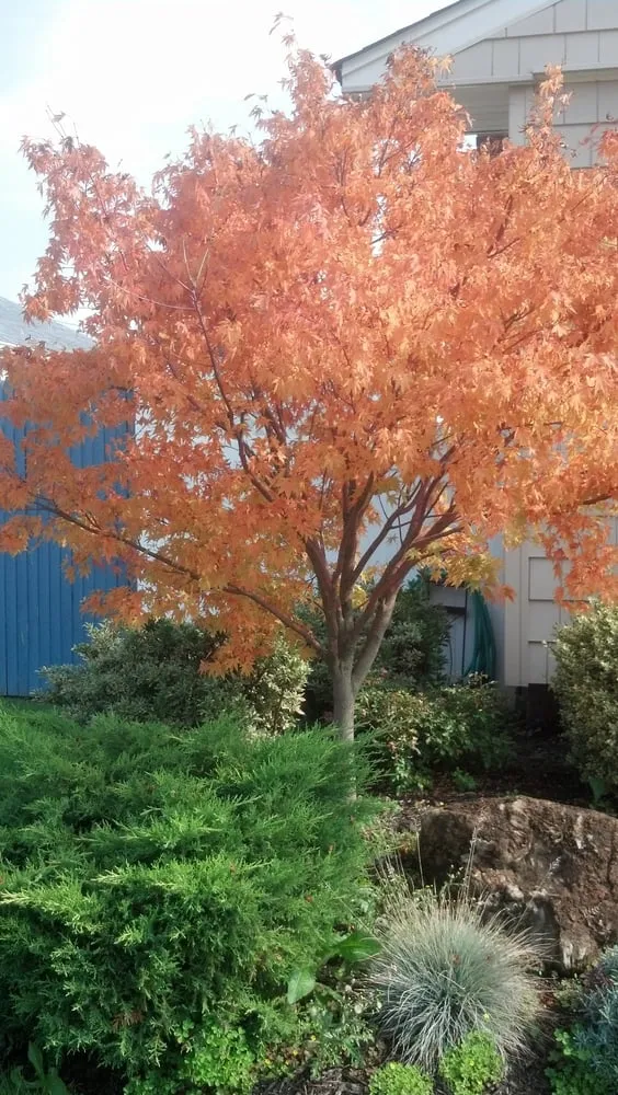 Top-rated yard cleanup service for residential properties across New Hyde Park, NY - McNulty Outdoors