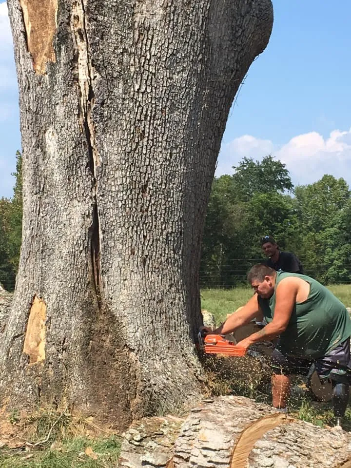 Professional yard maintenance for year-round maintenance across Madison, VA - McPeak's Complete Tree and Landscaping