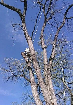 Top-rated outdoor landscaping in Madison, VA by McPeak's Complete Tree and Landscaping