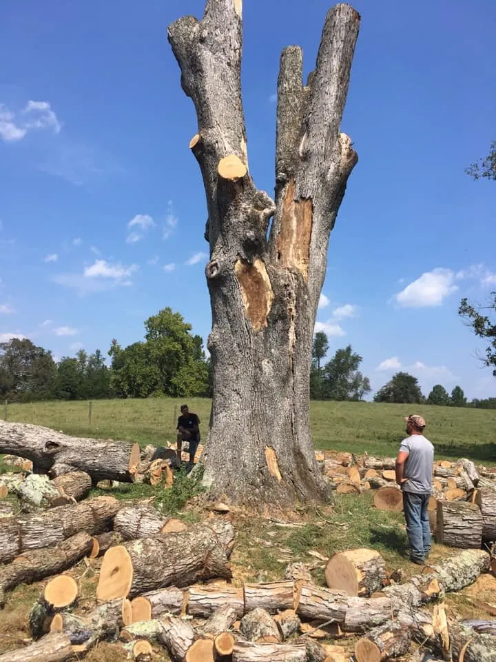 Professional landscape installation for homes across Madison, VA - McPeak's Complete Tree and Landscaping