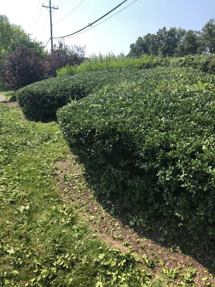 Trusted yard maintenance in Baltimore, MD by McPherson Property Services