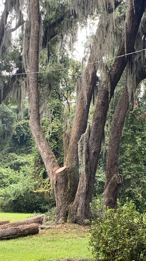 Expert outdoor landscaping experts serving Townsend, GA - McQuaig Tree Services
