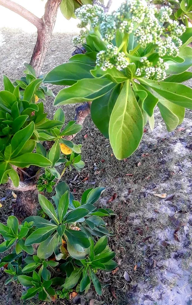 Professional residential landscaping for homes across Waipahu, HI - McShane Maintenance Yard Service