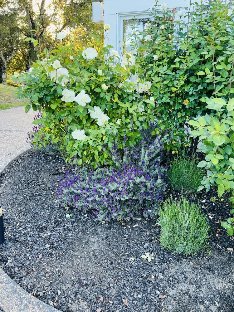 Affordable outdoor landscaping for homes in Santa Rosa, CA by MD Landscape and Maintenance