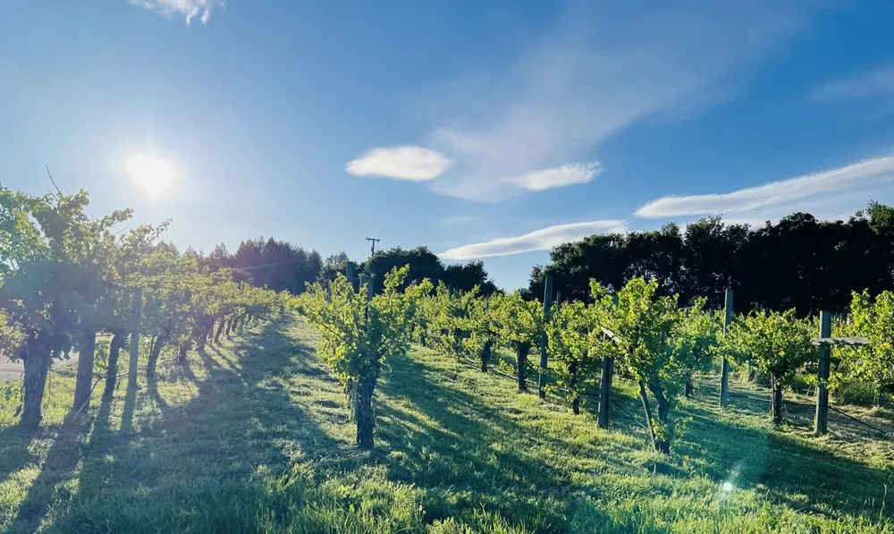 Expert yard cleanup service in Santa Rosa, CA - MD Landscape and Maintenance