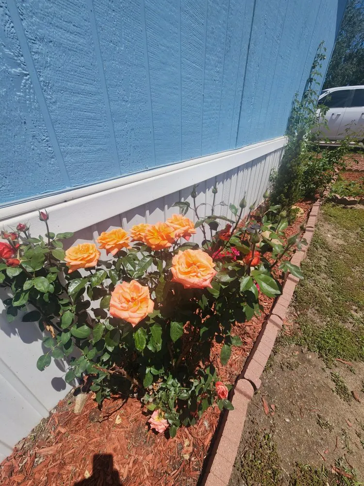 Professional lawn care service in Brighton, CO by M&D Landscape