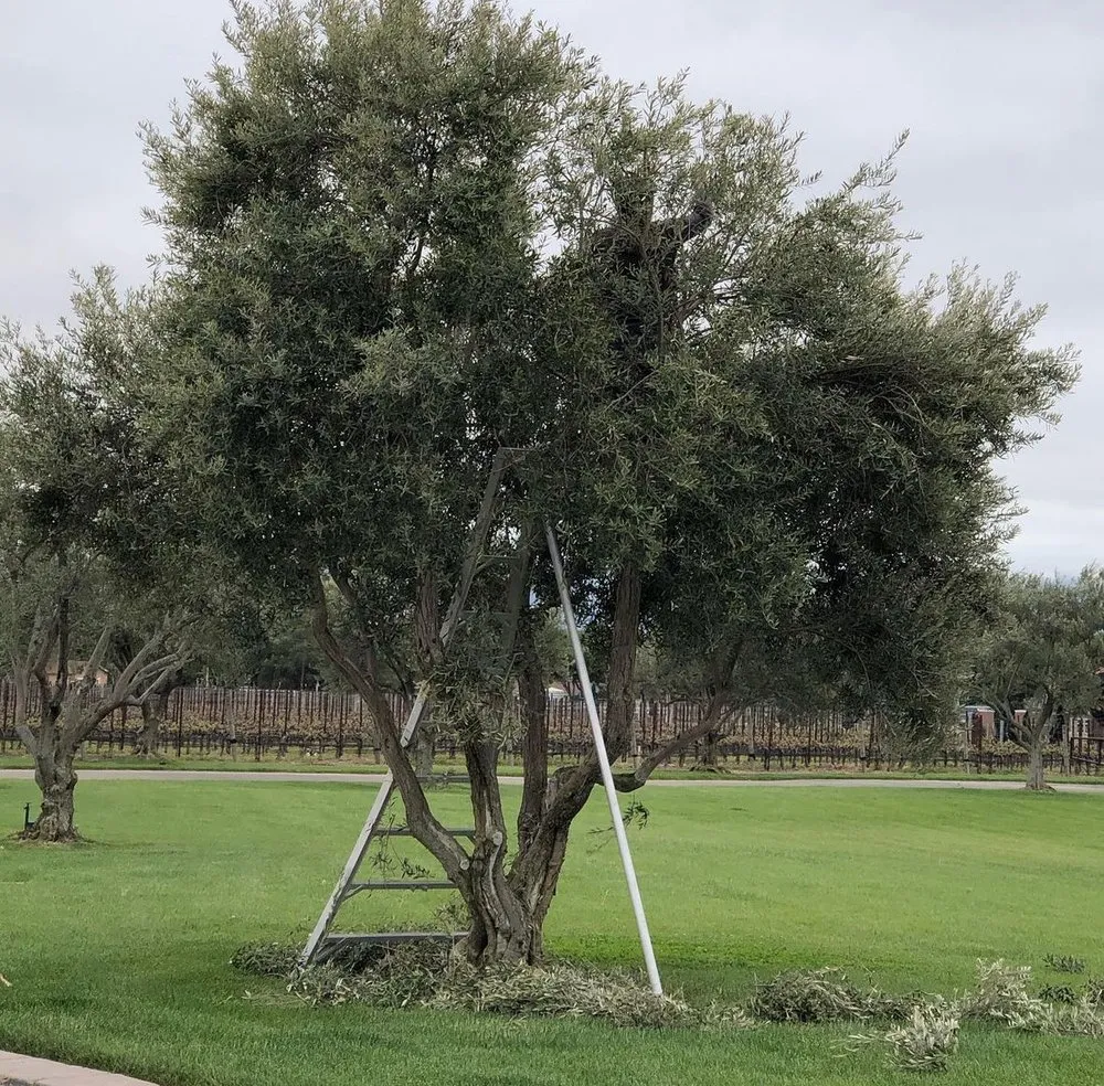 Local outdoor landscaping in Lompoc, CA by M&D Landscape Construction