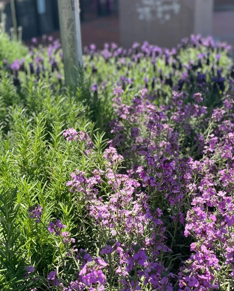 Reliable residential landscaping in Lompoc, CA by M&D Landscape Construction