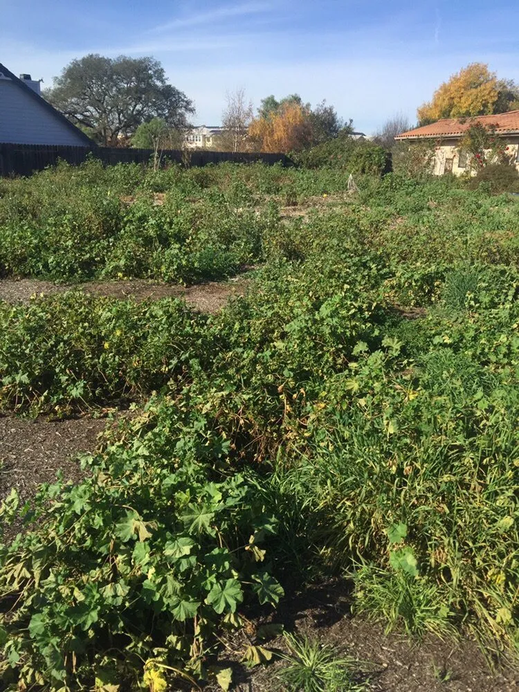 Expert lawn mowing service for homes across Lompoc, CA - M&D Landscape Construction