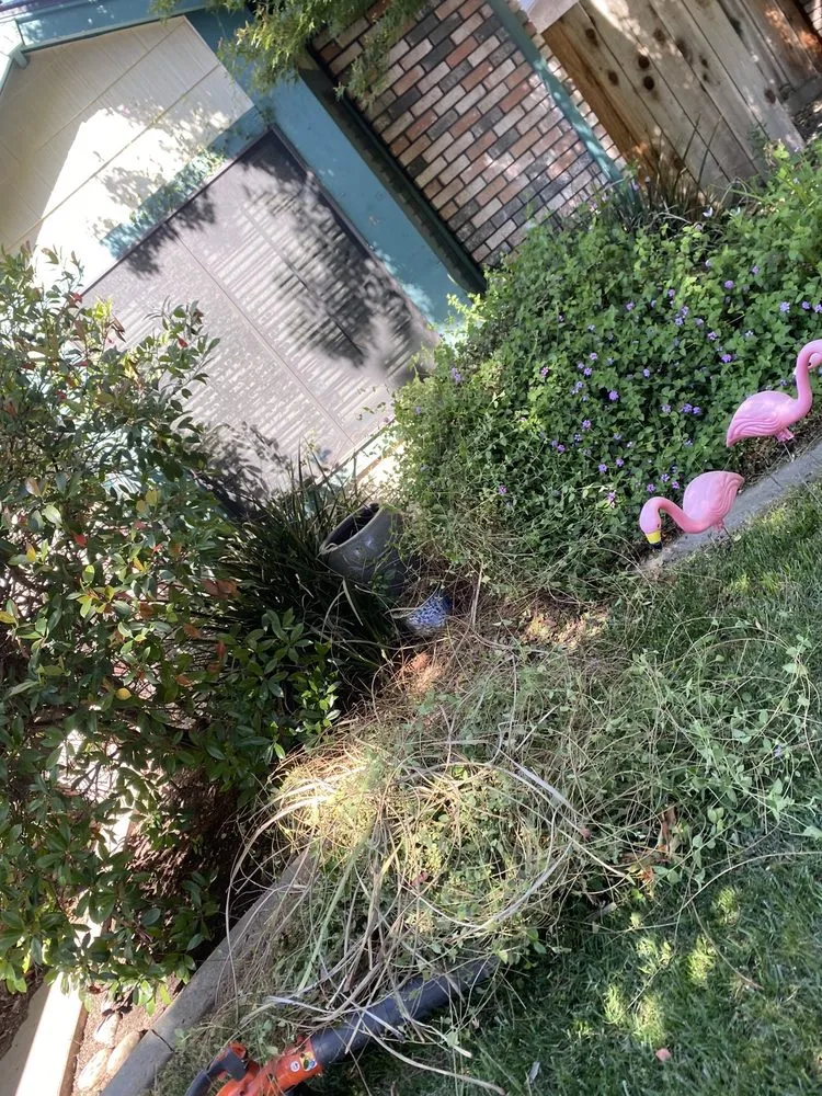 Trusted yard cleanup service in Modesto, CA by MD Landscaping & Hauling