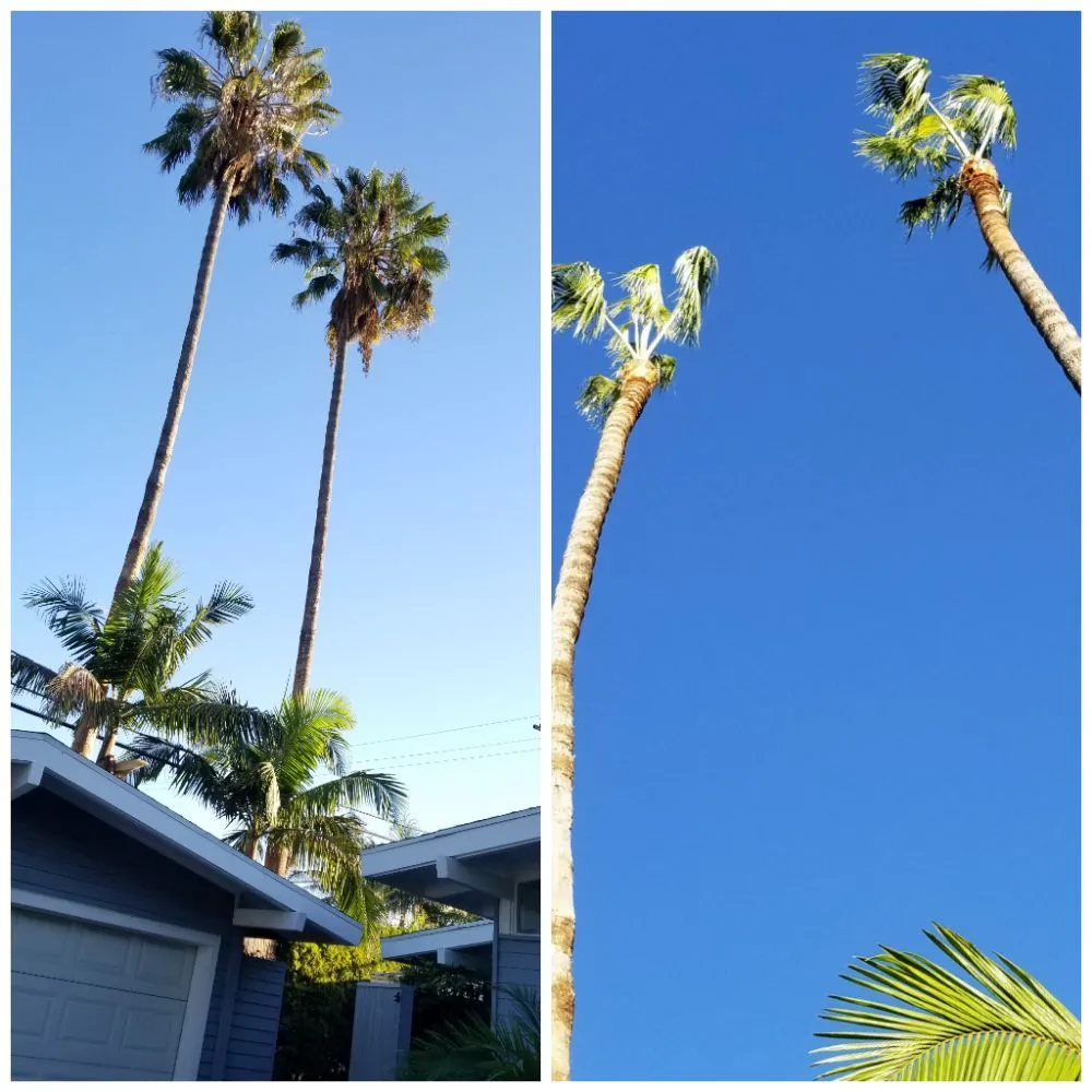 Reliable landscape installation in Long Beach, CA by MD Landscaping