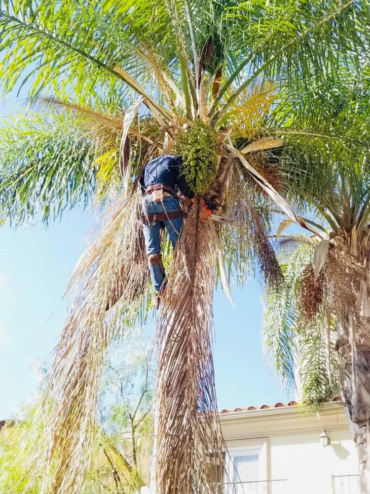 Trusted landscape design for residential properties in Long Beach, CA by MD Landscaping