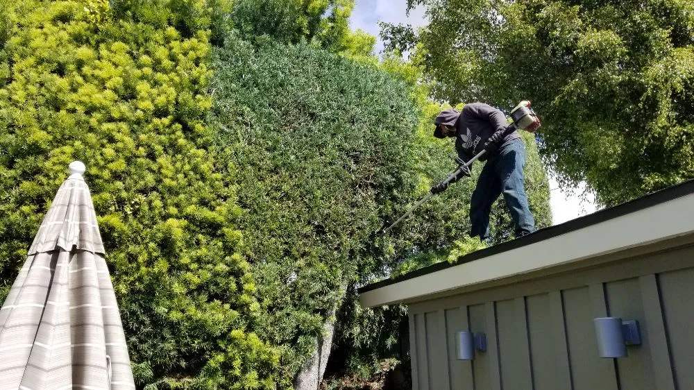 Trusted yard cleanup service for homes across Long Beach, CA - MD Landscaping