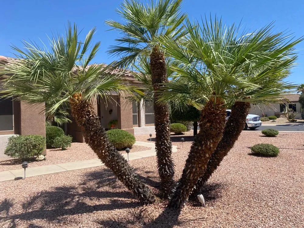 Local yard cleanup service for homes in Tonopah, AZ by M&D landscaping
