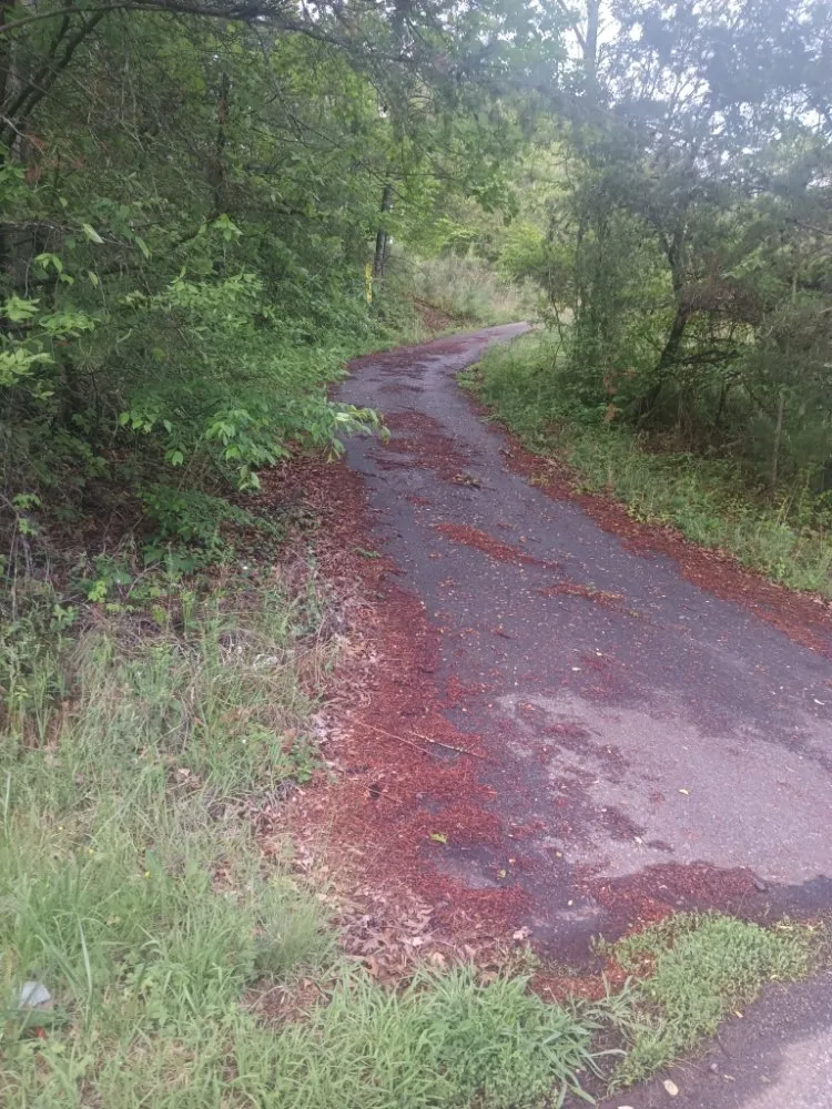 Affordable lawn care service in Weaverville, NC by MD Lawn Care