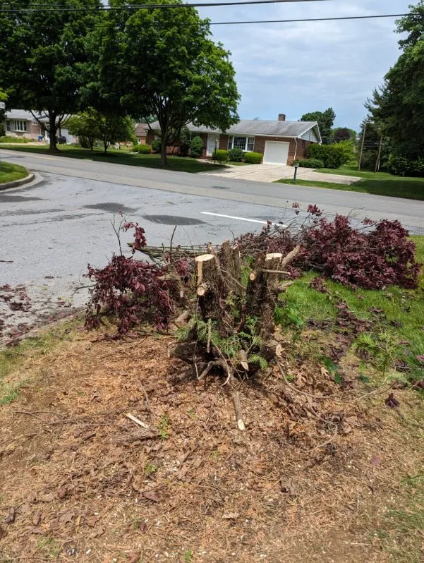 Trusted landscape design with custom design in Allentown, PA by Md Rosario Lawn Care