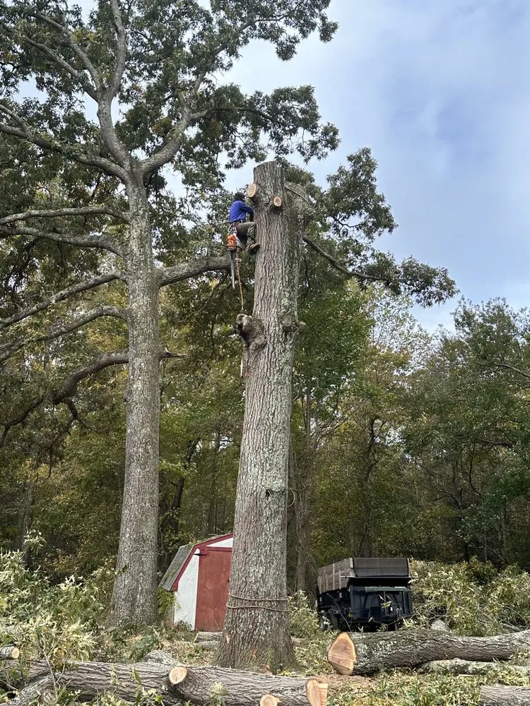 Trusted lawn mowing service for homes in Henrico, VA by MD Tree Service