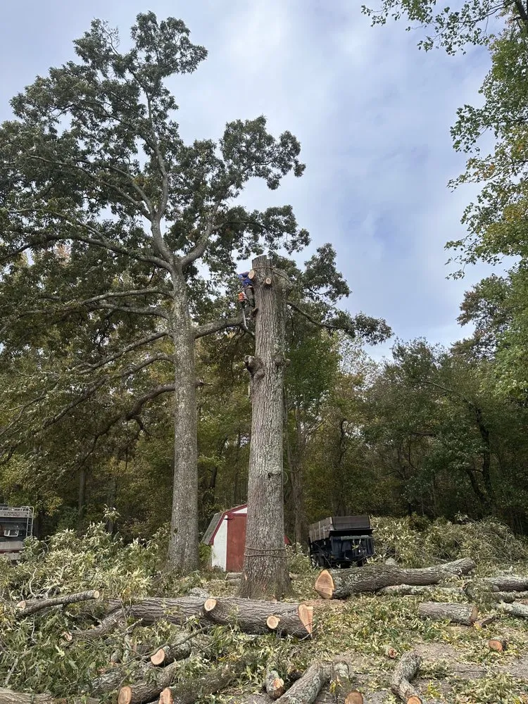 Custom landscape design for homes across Henrico, VA - MD Tree Service