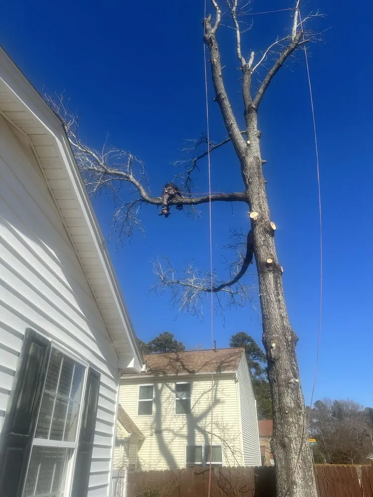 Expert landscape design in Henrico, VA by MD Tree Service