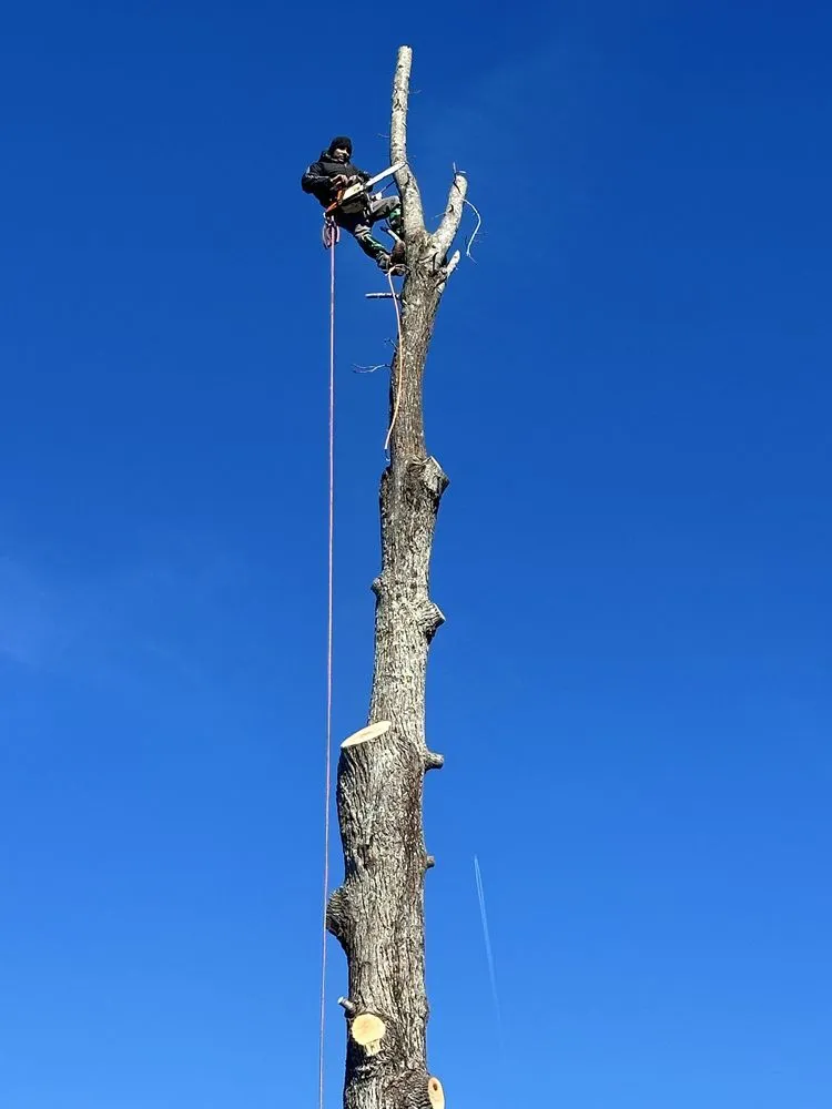 Professional garden landscaping for beautiful yards in Henrico, VA by MD Tree Service