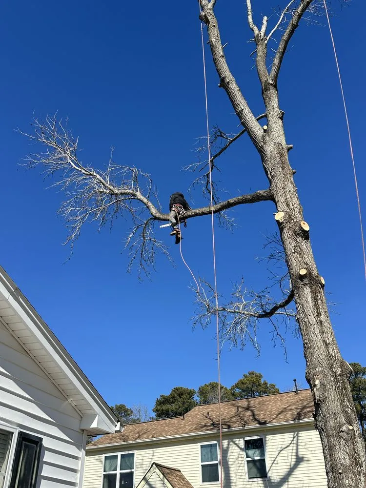 Reliable landscaping services for homes in Henrico, VA by MD Tree Service