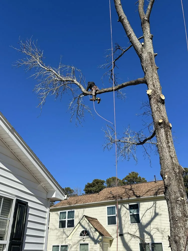 Local landscape design in Henrico, VA by MD Tree Service