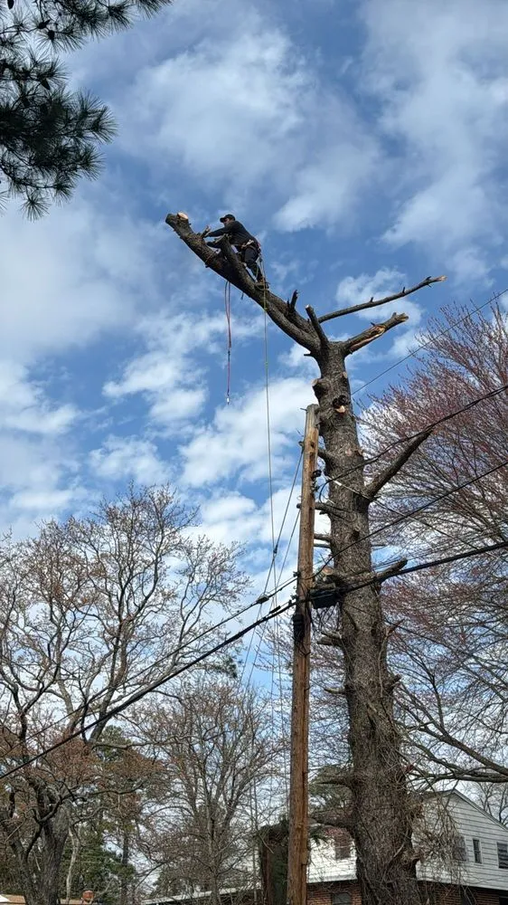 Expert outdoor landscaping for residential properties across Henrico, VA - MD Tree Service
