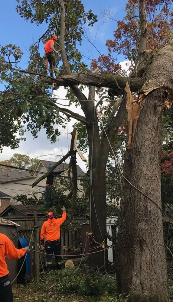 Expert yard maintenance experts serving Henrico, VA - MD Tree Service