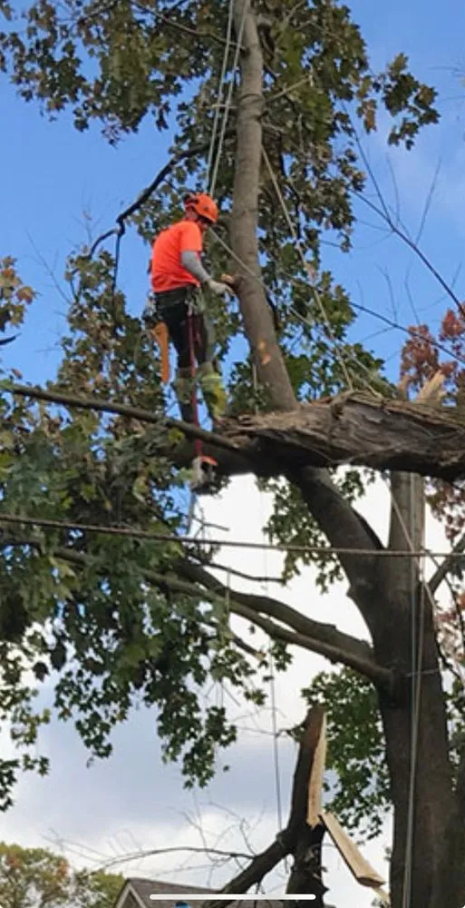 Professional yard cleanup service for outdoor upgrades in Henrico, VA by MD Tree Service