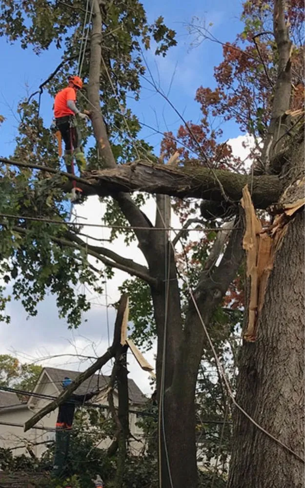 Top-rated lawn care service in Henrico, VA - MD Tree Service