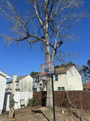 MD Tree Service Logo