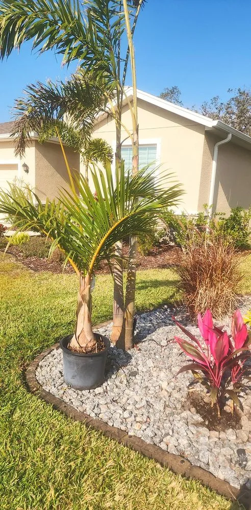 Top-rated yard cleanup service in Sarasota, FL by MDA Lawn