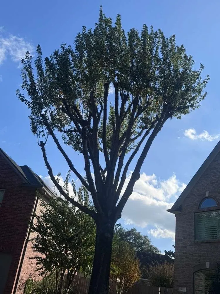 Reliable yard maintenance in Katy, TX - MDJA Tree Service and Landscaping