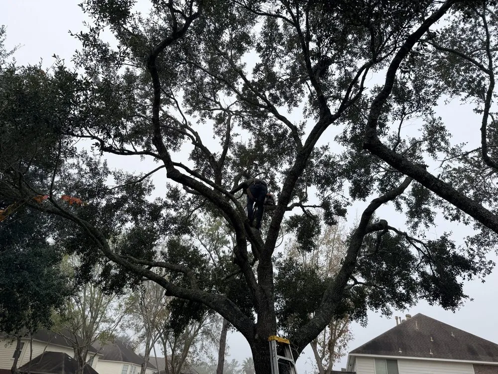 Professional garden landscaping for beautiful yards in Katy, TX by MDJA Tree Service and Landscaping