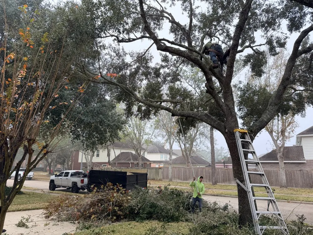 Reliable yard maintenance in Katy, TX - MDJA Tree Service and Landscaping