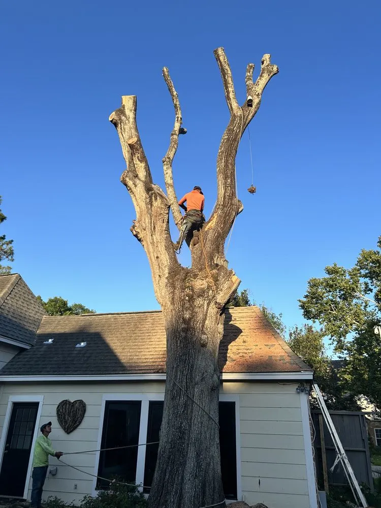 Professional garden landscaping experts serving Katy, TX - MDJA Tree Service and Landscaping