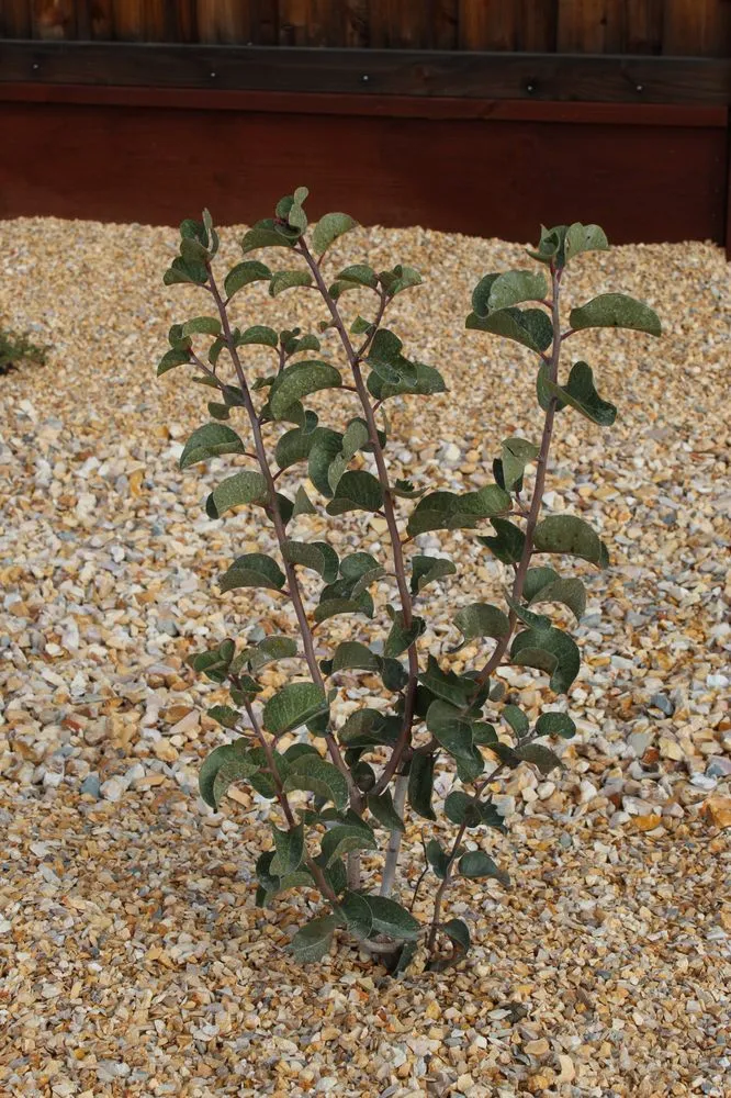 Expert lawn care service for beautiful yards across Santa Rosa, CA - MDL Landscape